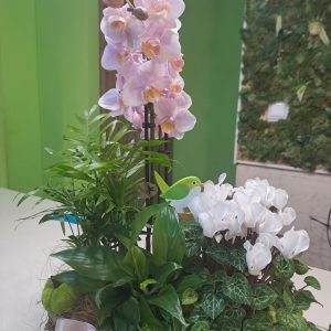 Aranjamente Florale din Plante